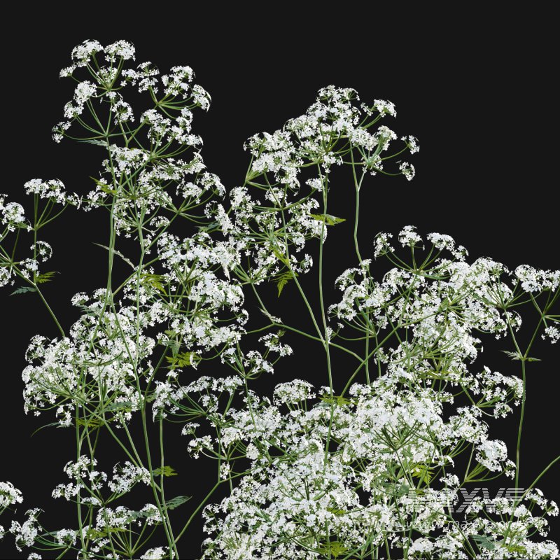 Anthriscus sylvestris – Cow parsley -02 - Image 3