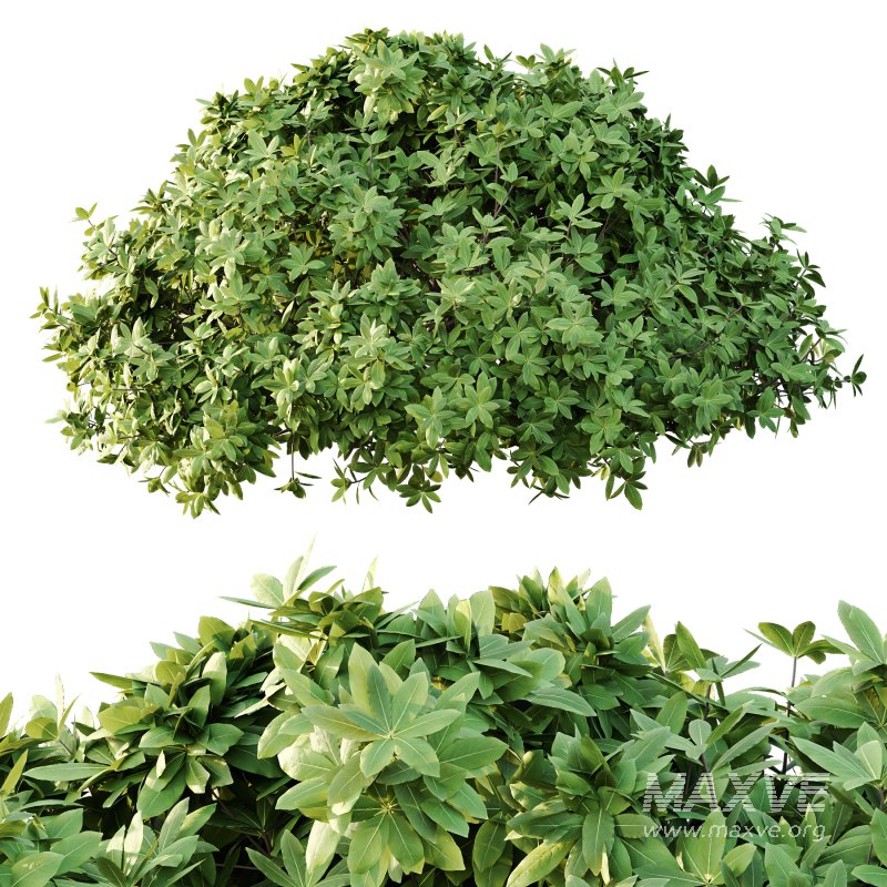 Edgeworthia chrysantha Plant Bush 02 - Image 5