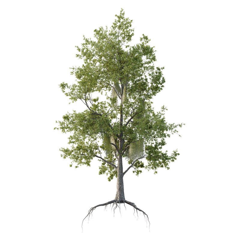Spanish Moss Tree 01 - Image 1