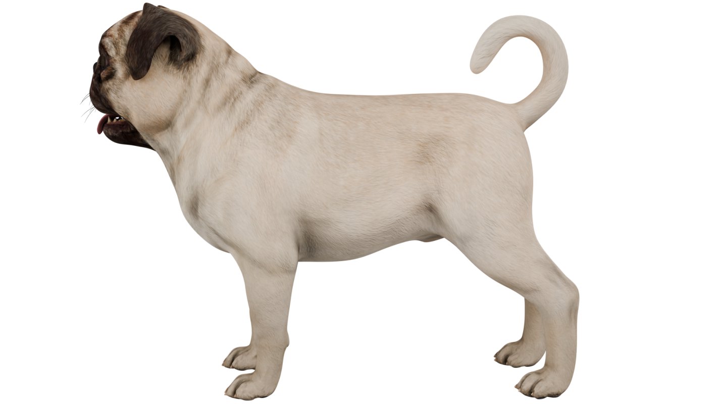 Pug - Image 3