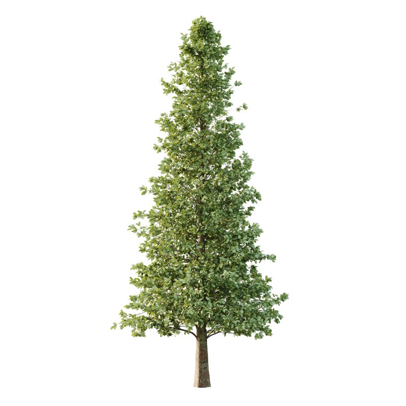 Carpinus Betulus Tree 07 - Image 2