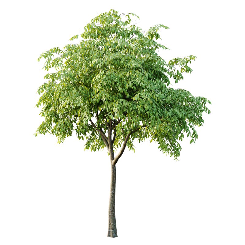 Cinnamomum burmannii Tree 01 - Image 2