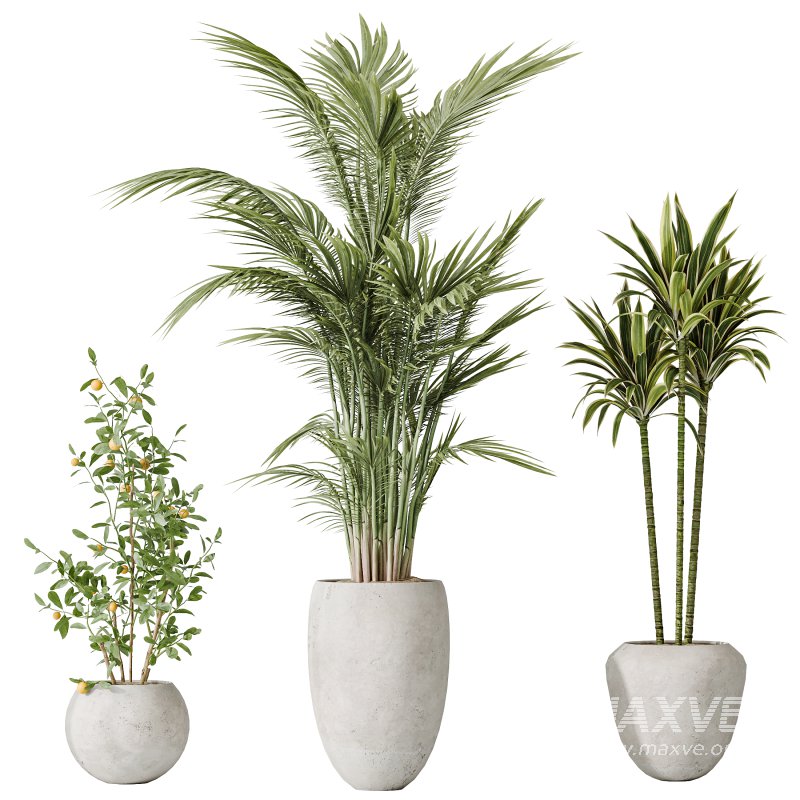 AV Indoor plants set 197 Ficus Bonsai Ginseng and Lemon Lime Cane Dragon and ParadiseBird and Areca Palm - Image 3