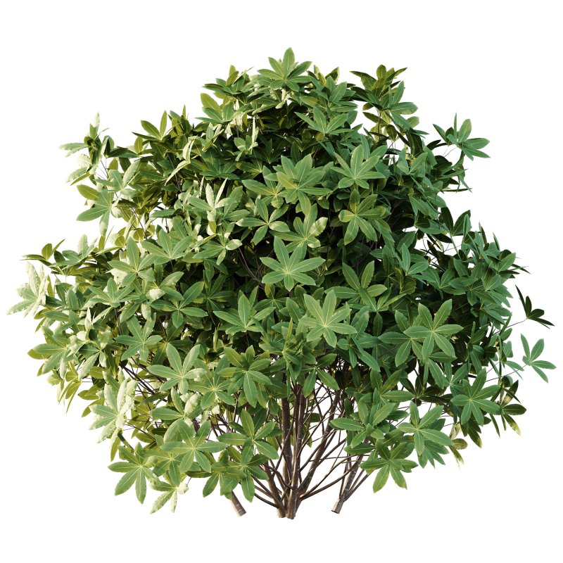 s: Oriental paperbush, mitsumata) is a plant in the family Thymelaeaceae. - Image 2