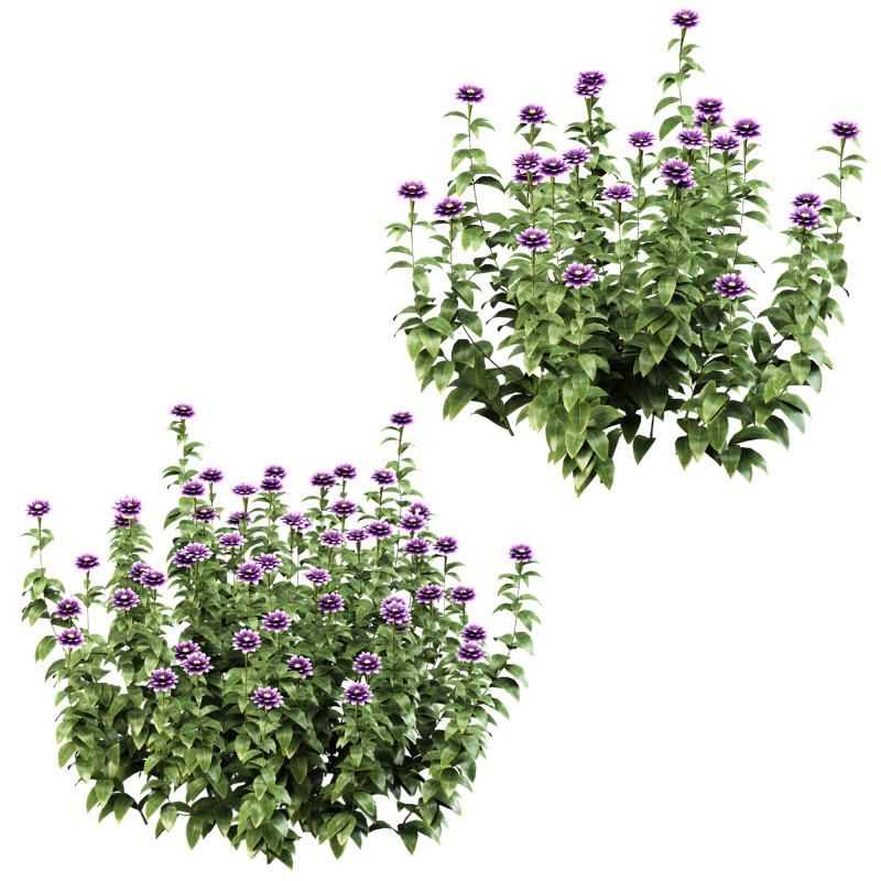 Purple blossom bush - Image 6