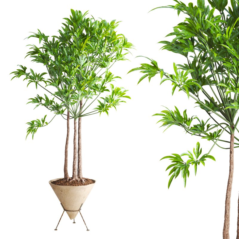 Potted Cone Indoor Plant Philodendron - Image 2