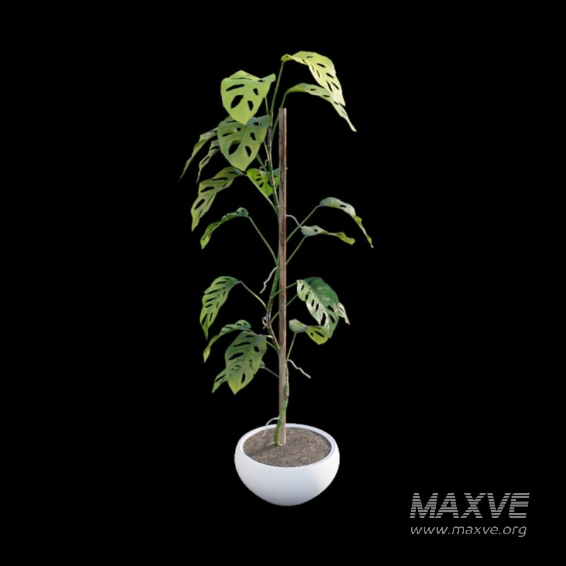 Monstera Adansonii – Swiss Cheese Plant – 02 - Image 3