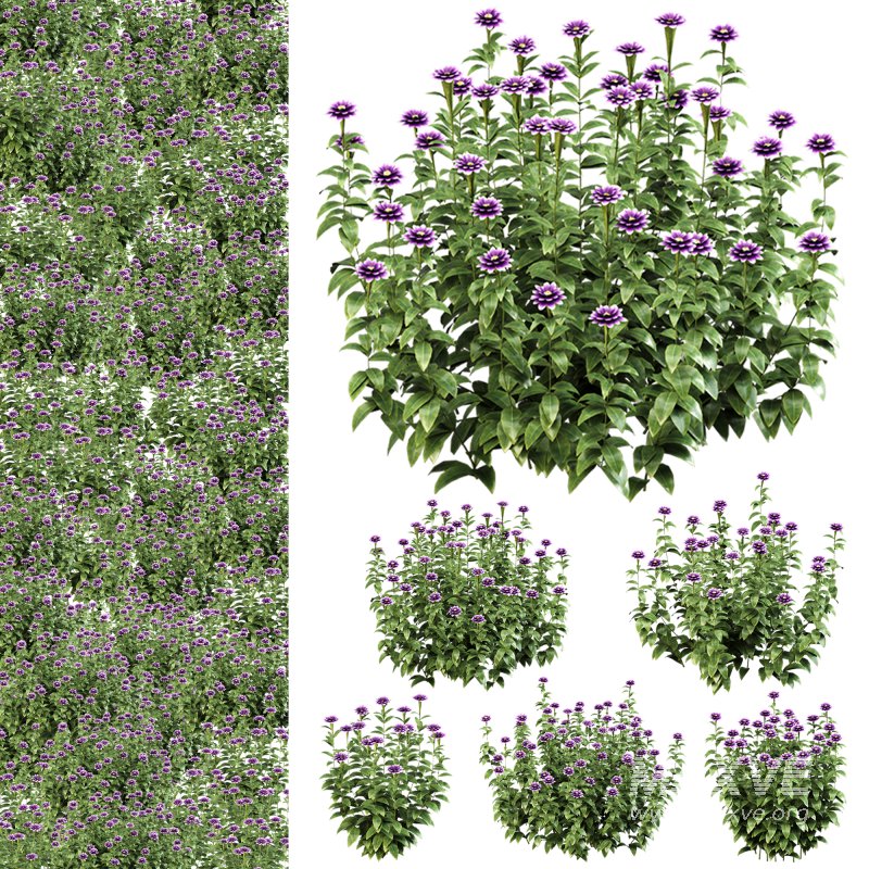 Purple blossom bush - Image 8