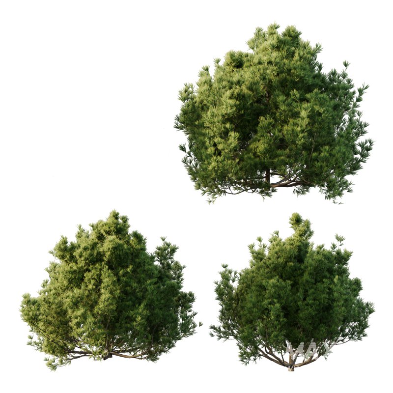 Different bush 01 - Image 2