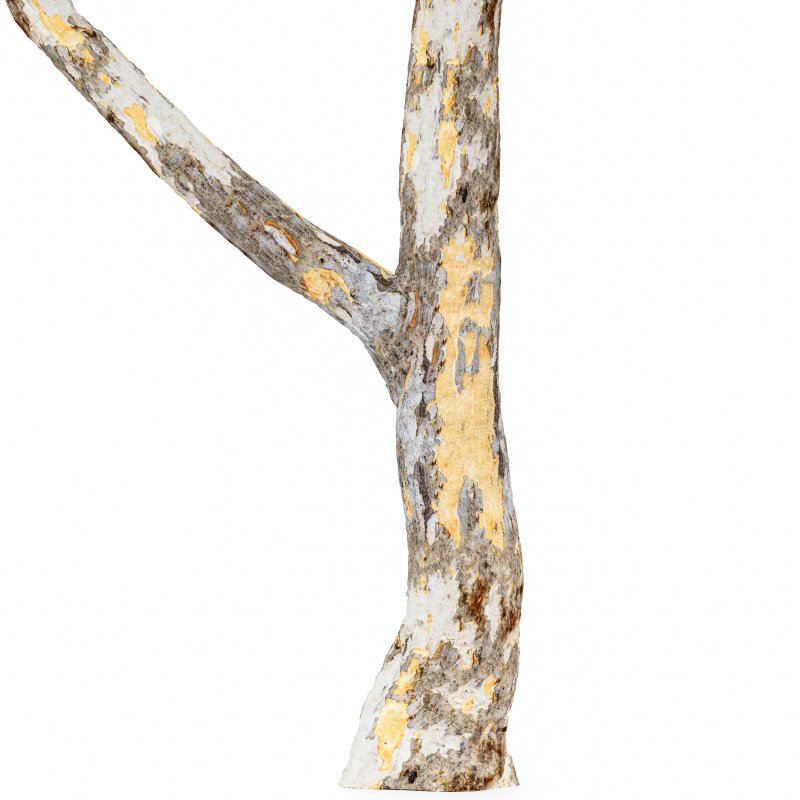 AV Sydney blue gum and Canadian Poplar 3 Trees - Image 2