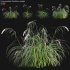 Carex pendula – Pendulous sedge -02 - Thumbnail 1