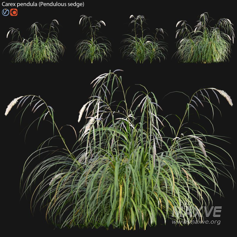 Carex pendula – Pendulous sedge -02 - Image 1