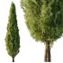 Italian Cypress Tree 2 - Thumbnail 5