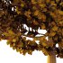 Carpinus Betulus Tree 02 - Thumbnail 4