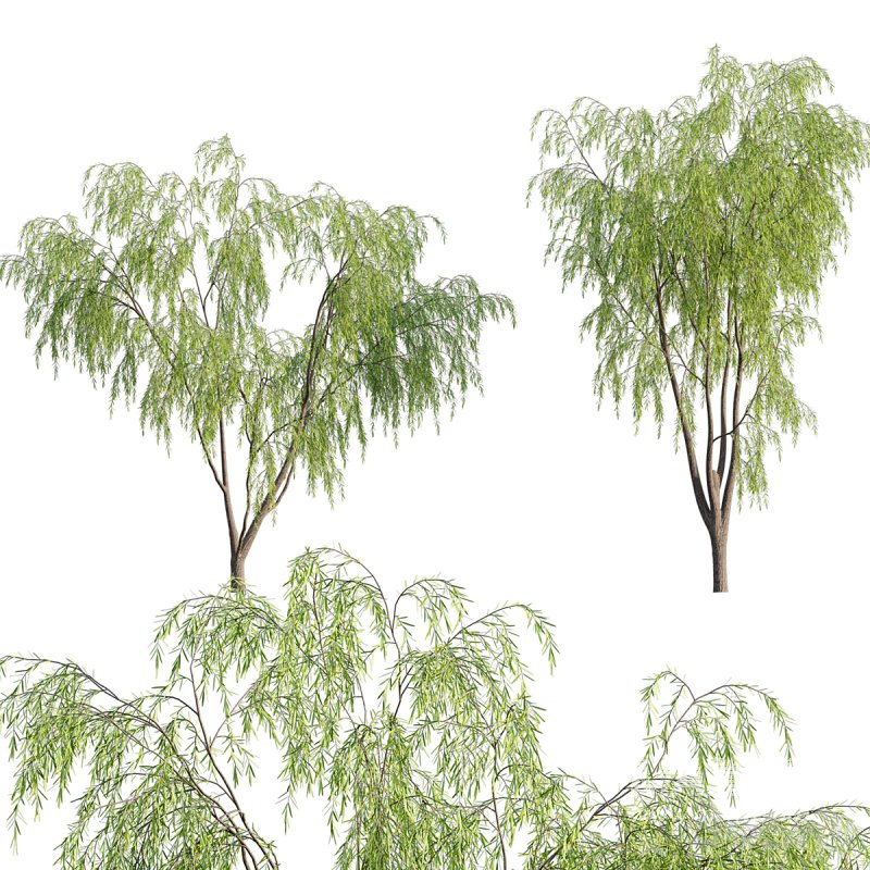 Salix babylonica – Weeping Willow 03 - Image 1