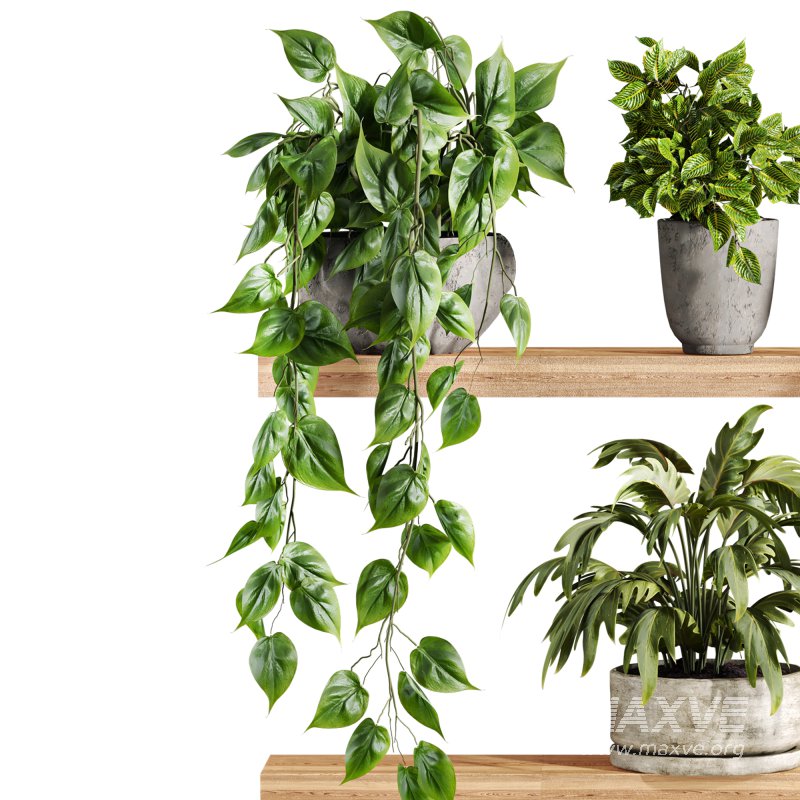 plants set on shelf - Image 2
