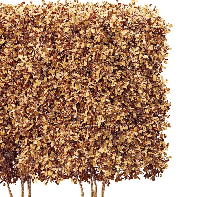 AV Plant Box Pittosporum Tobira Tenuifolium Shrub Buxus Semperviren Japanese Cheesewood - Image 3