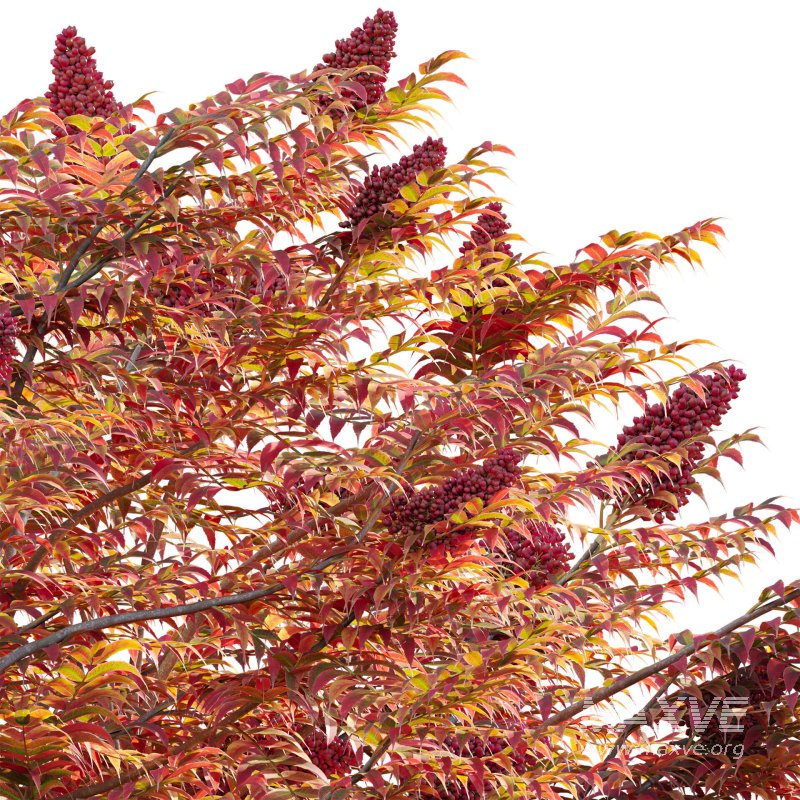 Rhus typhina – Staghorn Sumac 05 - Image 3