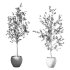 Olive Tree Indoor Plant Set.27 - Thumbnail 3