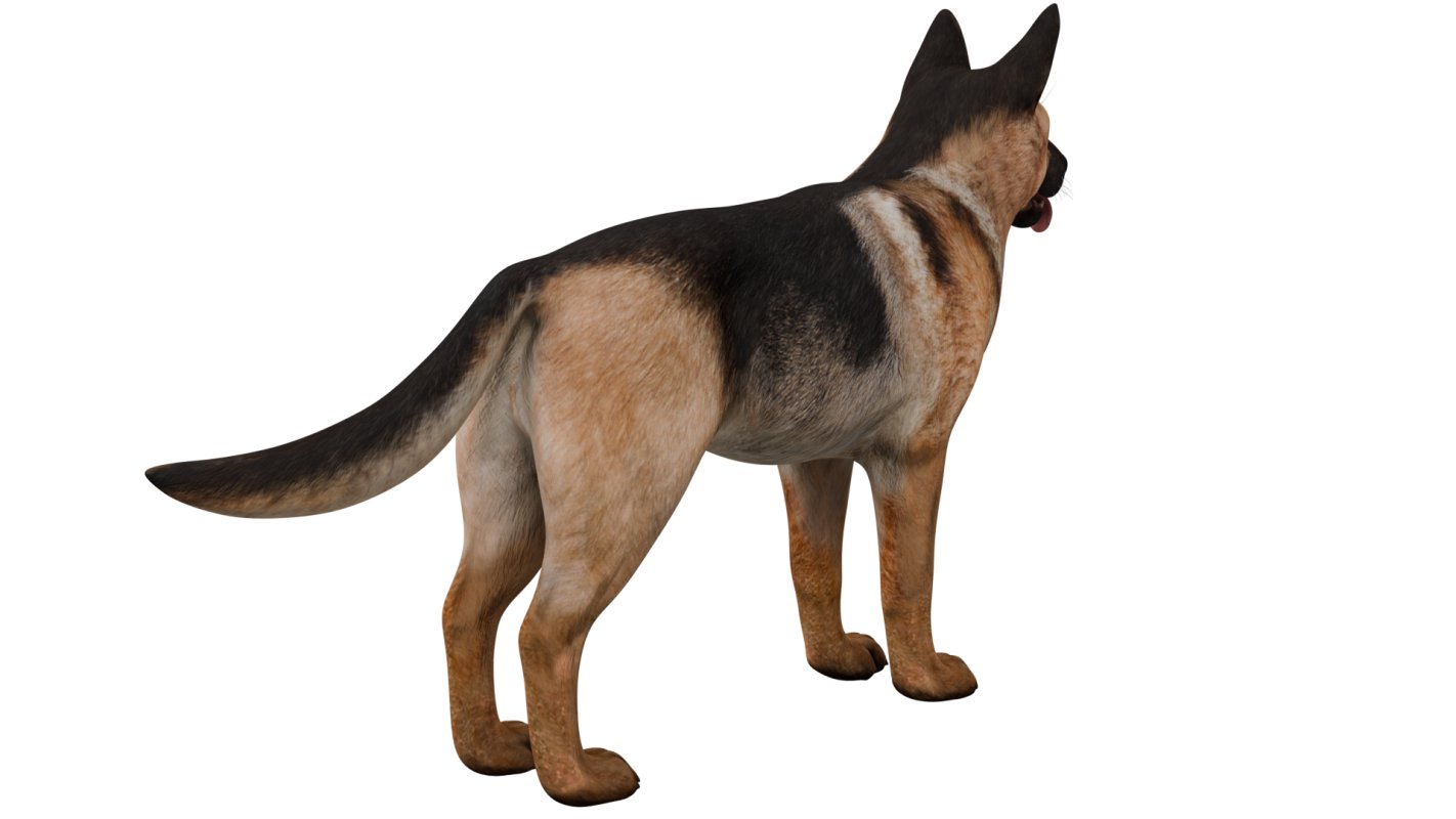 German Shepherd - Image 5