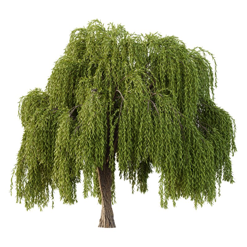 Weeping Willow Tree 03 - Image 1