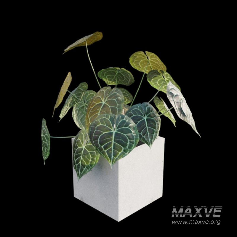 Anthurium clarinervium - Image 2