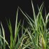 Carex pendula – Pendulous sedge -01 - Thumbnail 2