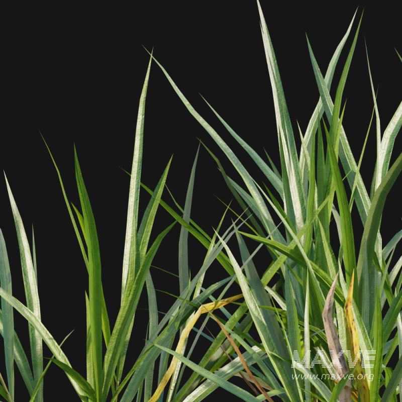 Carex pendula – Pendulous sedge -01 - Image 2