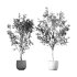 Olive Tree Indoor Plant Set.25 - Thumbnail 4