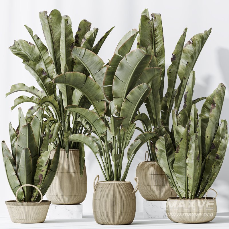 AV Indoor plants set 205 Ravenala Banana Strelitzia Nicolai Bird Of Paradise - Image 7