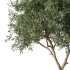 Olive Tree Indoor Plant Set.4 - Thumbnail 3