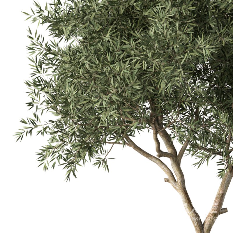 Olive Tree Indoor Plant Set.4 - Image 3
