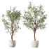 Olive Tree Indoor Plant Set.25 - Thumbnail 3