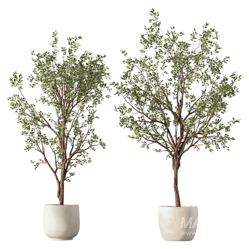 Olive Tree Indoor Plant Set.25 - Image 3