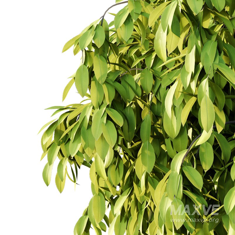 Osmanthus Fragrans Tree 02 - Image 5