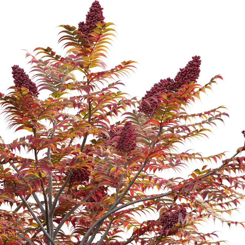 Rhus typhina – Staghorn Sumac 04 - Image 4