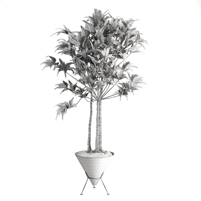 Potted Cone Indoor Plant Philodendron - Image 4