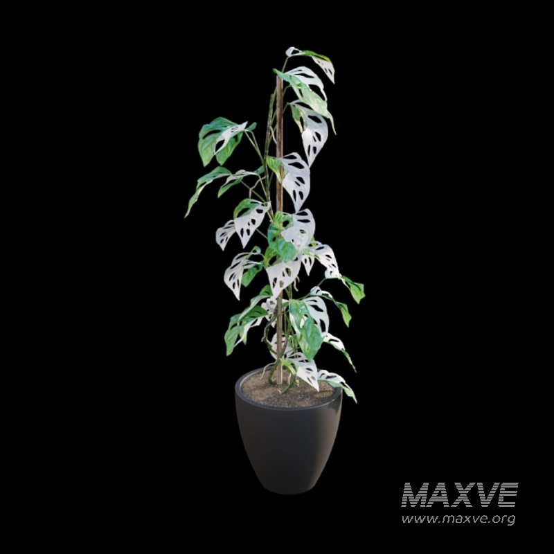 Monstera Adansonii – Swiss Cheese Plant – 02 - Image 6