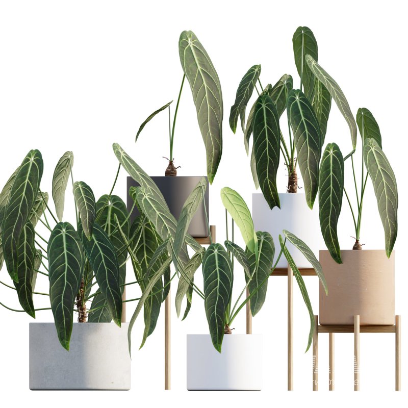 Anthurium warocqueanum - Image 1