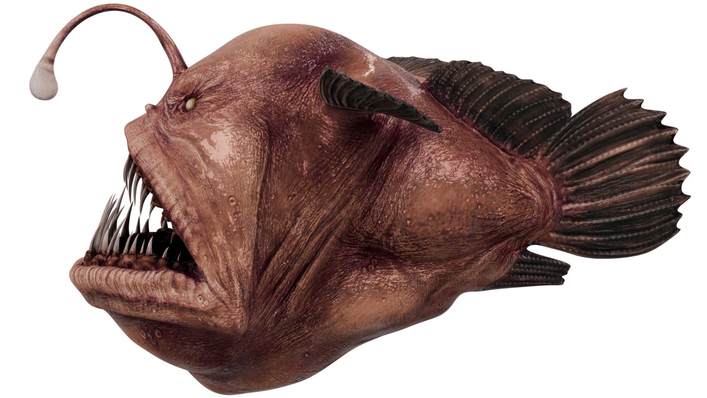 Angler Fish - Image 2