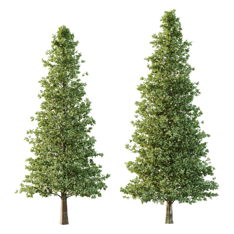 Carpinus Betulus Tree 07 - Image 3