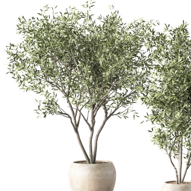 Olive Tree Indoor Plant Set.15 - Image 3