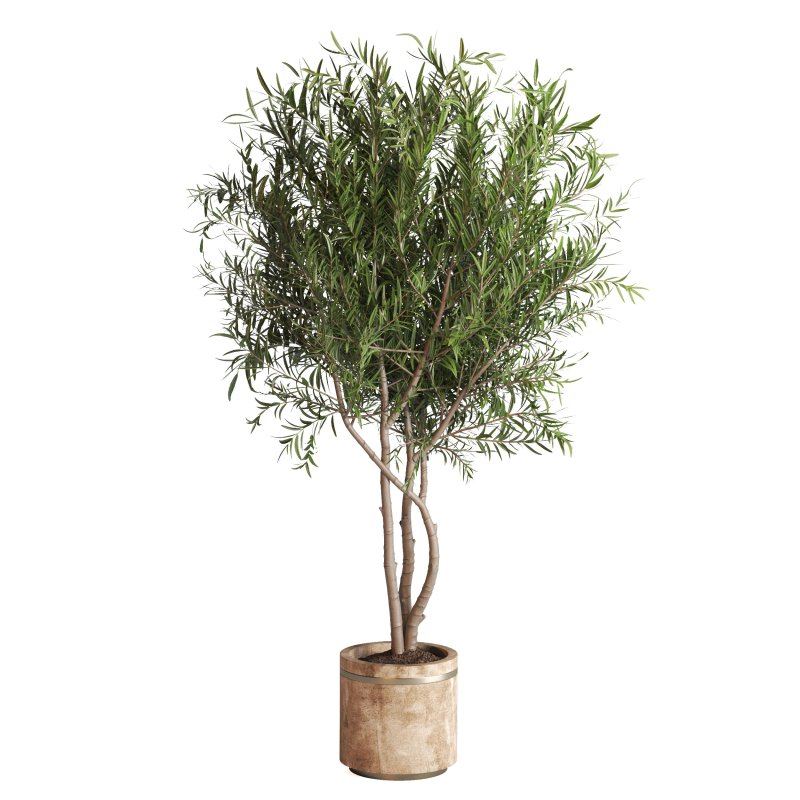 Indoor Plant Olive Palm Fiddle Leaf - Image 1