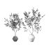 Olive Tree Indoor Plant Set.28 - Thumbnail 3