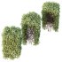 AV Plant Box Pittosporum Tobira Tenuifolium Shrub Buxus Semperviren Japanese Cheesewood - Thumbnail 1