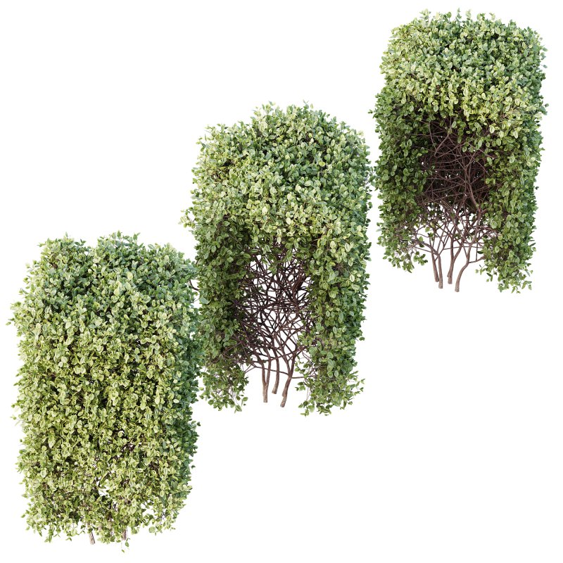 AV Plant Box Pittosporum Tobira Tenuifolium Shrub Buxus Semperviren Japanese Cheesewood - Image 1