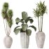 AV Indoor plants set 206 Mission Olive and Areca Palm and Yucca Elephantipes and Calathea Lutea and Dracaena Warneckii - Thumbnail 3