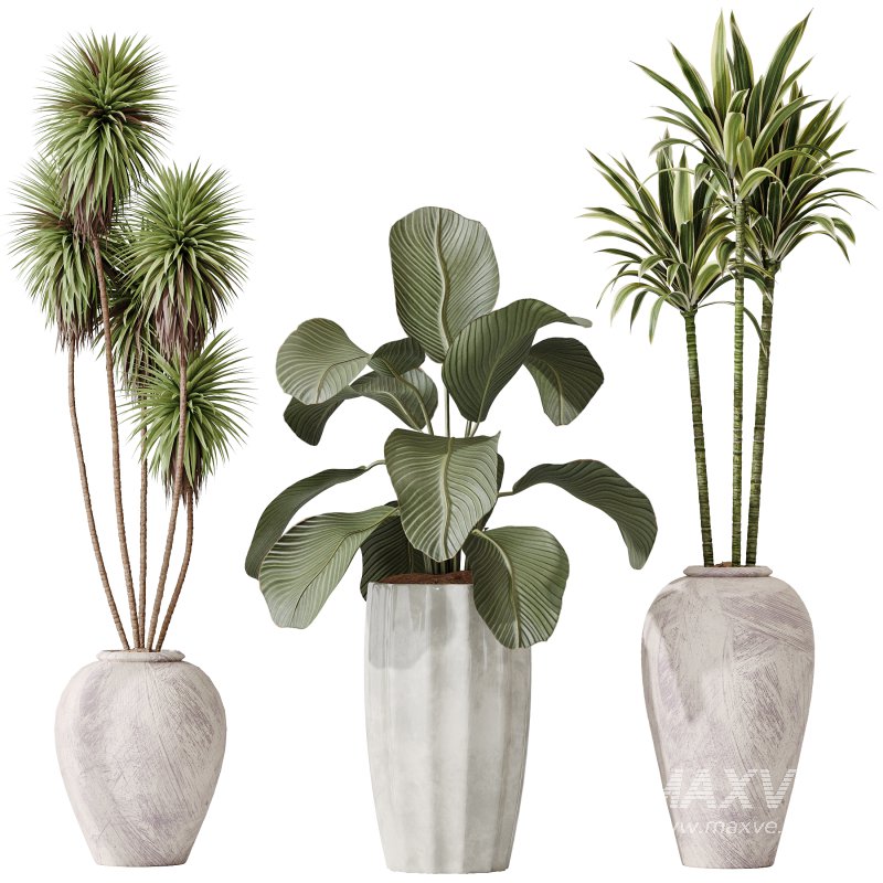 AV Indoor plants set 206 Mission Olive and Areca Palm and Yucca Elephantipes and Calathea Lutea and Dracaena Warneckii - Image 3