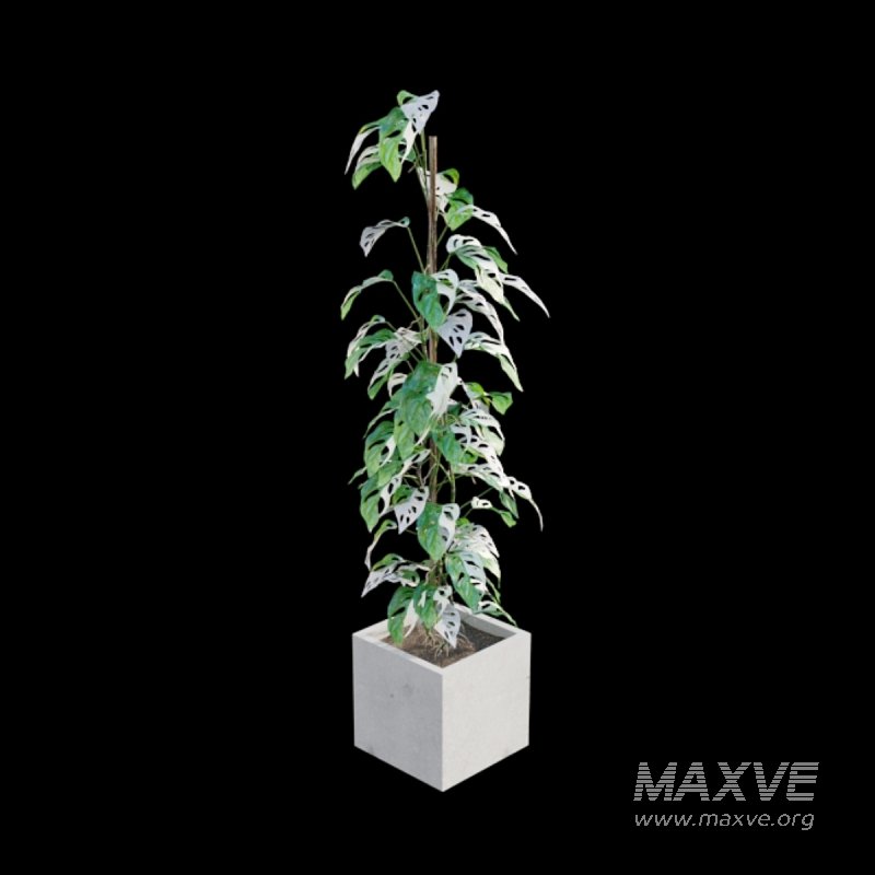 Monstera Adansonii – Swiss Cheese Plant – 02 - Image 3