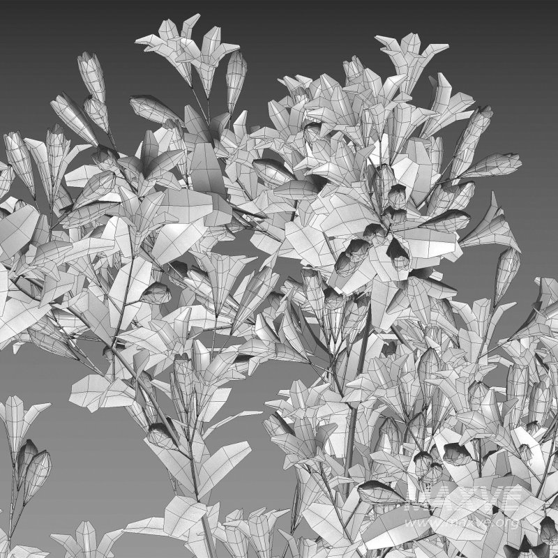 Weigela Florida 01 - Image 6